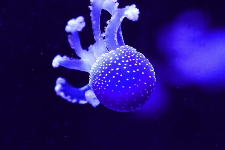 sea-water-ocean-light-animal-biology-492040-pxhere.com-2